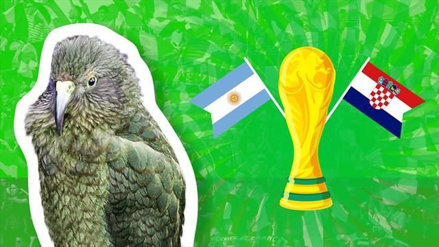 NEMA ODMORA ZA PAPAGAJA NEWTONA: Predvidio rezultat utakmice Argentina – Hrvatska